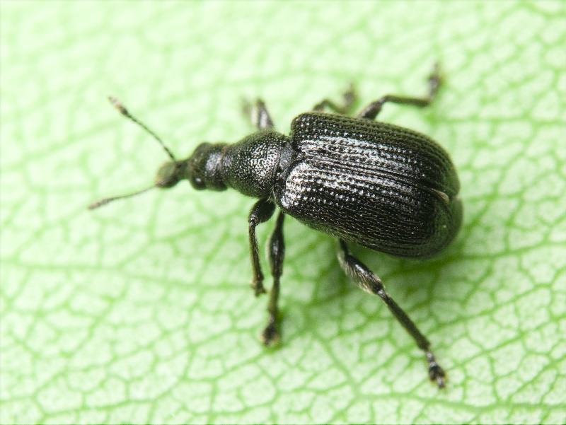 Deporaus betulae (Linnaeus, 1758)